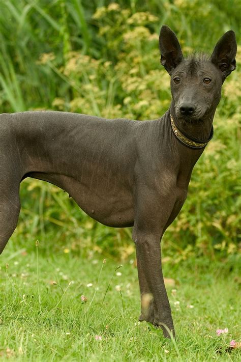 mexican hairless dog pronunciation  Examples
